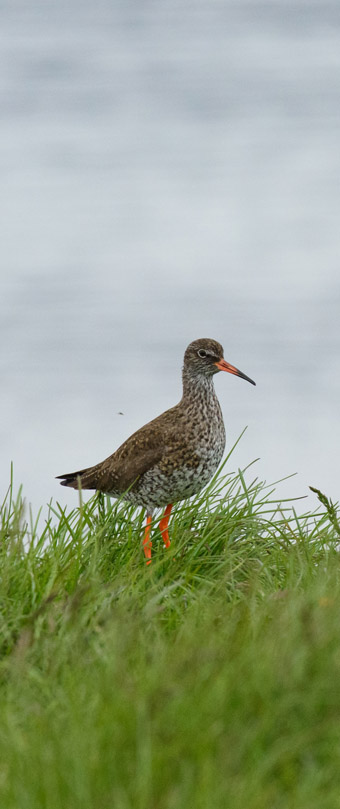 redshank